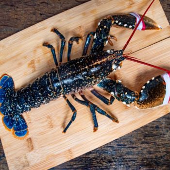 Homard bleu
