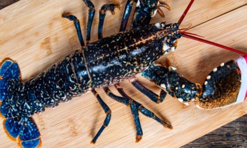 Homard bleu